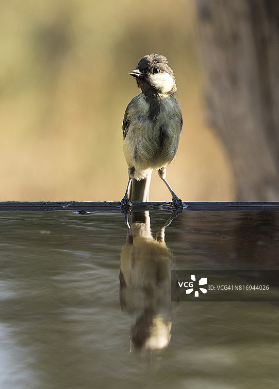 大山雀(Parus major)，在一个水坑的石头上吃和喝，他的倒影在水里在一个绿色的背景。西班牙、欧洲。图片素材