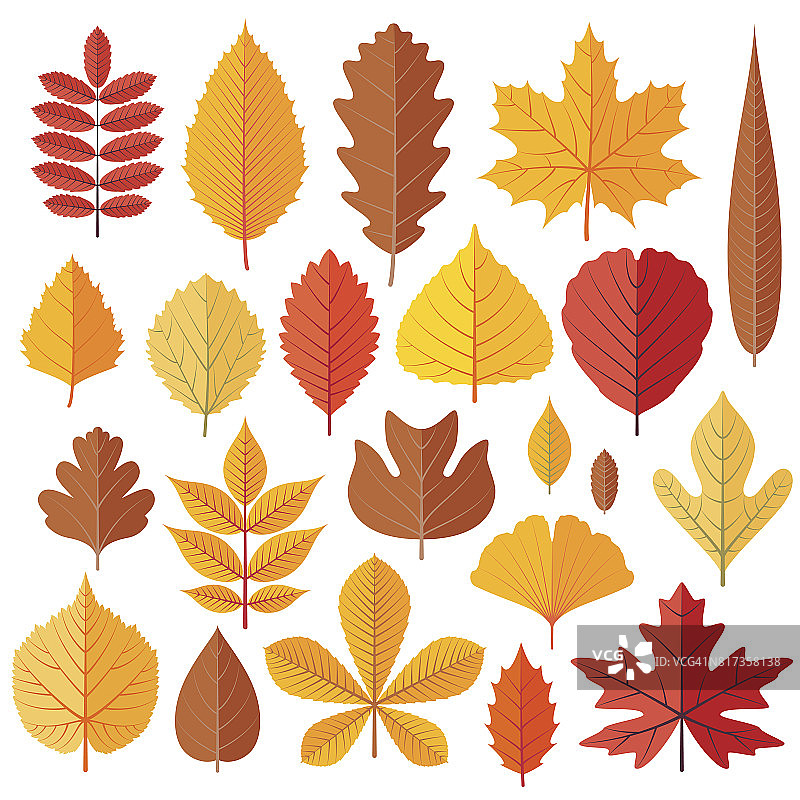 秋日树上的叶子孤立在白色图片素材