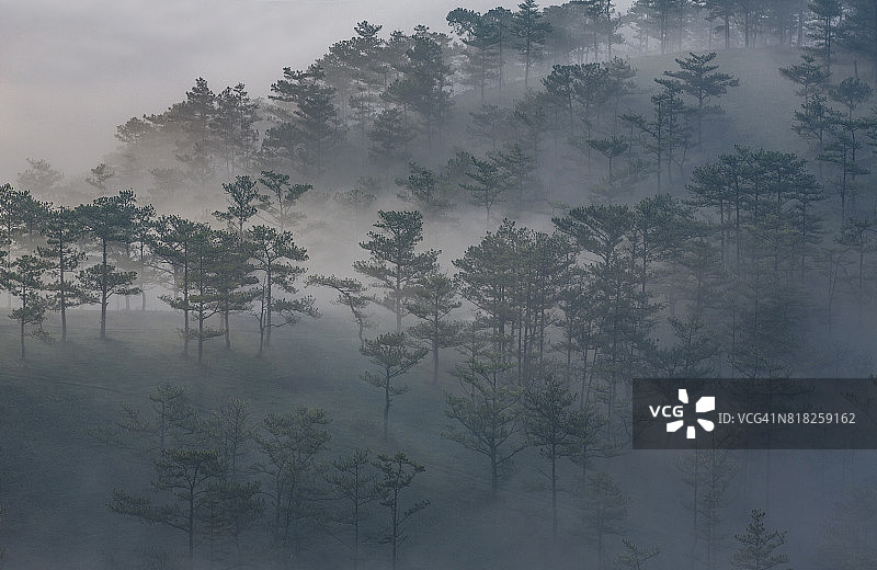 有雾的松树林图片素材