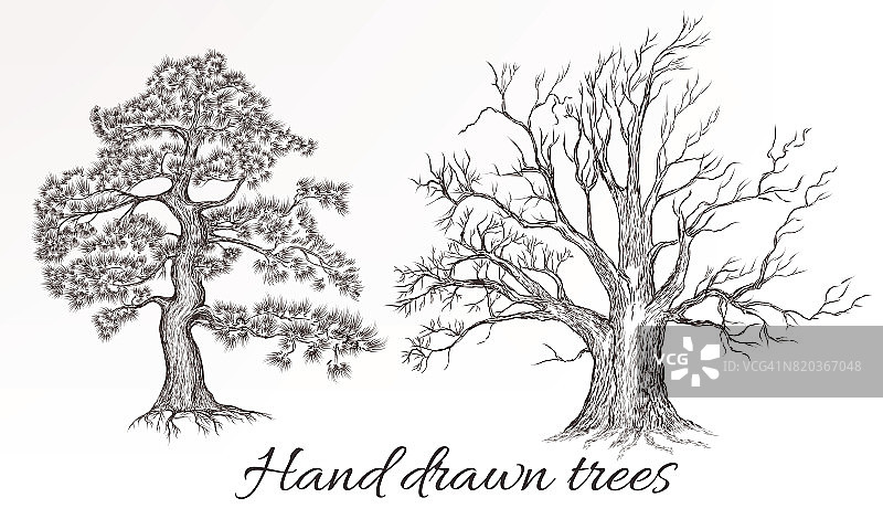矢量手工绘制高详细树的设计图片素材
