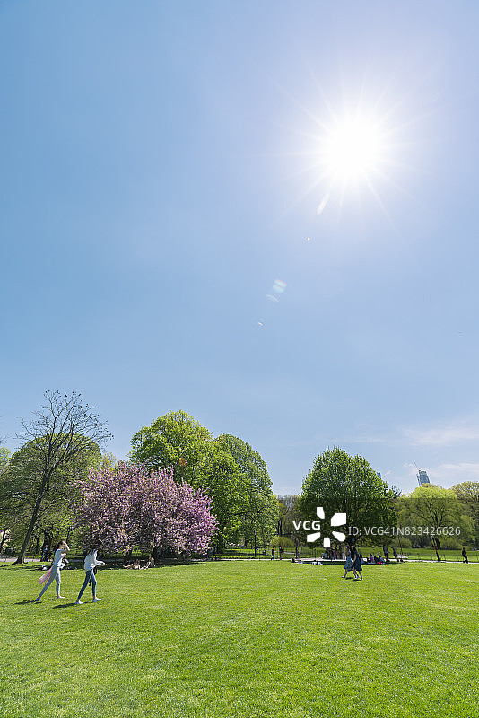 在纽约中央公园的大草坪上，樱花树矗立在新鲜的绿树中间。太阳从天空照耀着草坪。图片素材
