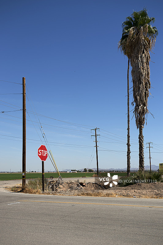 美国加州河滨县布莱斯的棕榈树和停车路标图片素材