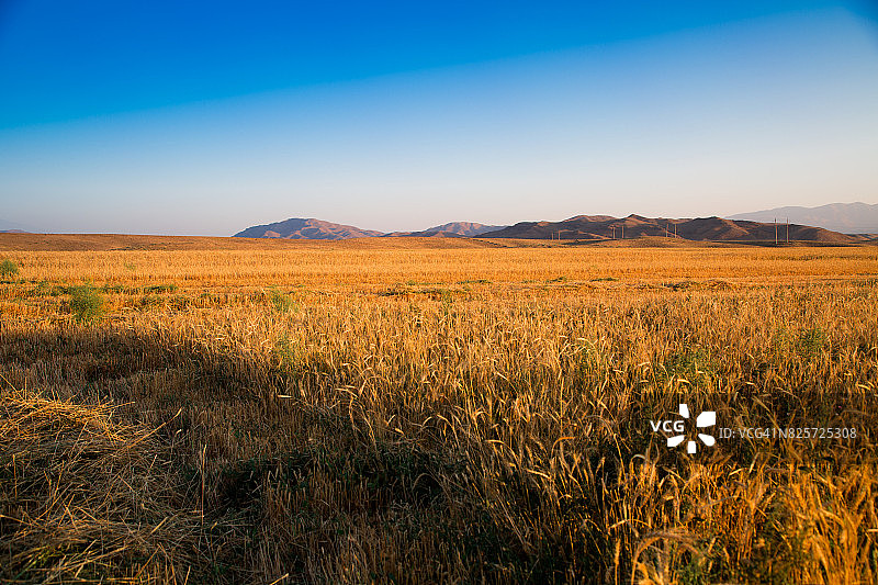 金色的麦田在清晨日出与美丽的地平线和蓝天的背景。夏末收获时间图片素材