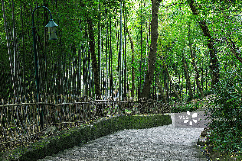 中国杭州，竹林中的小径图片素材