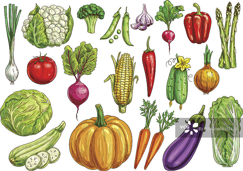蔬菜孤立素描设置与新鲜蔬菜图片素材