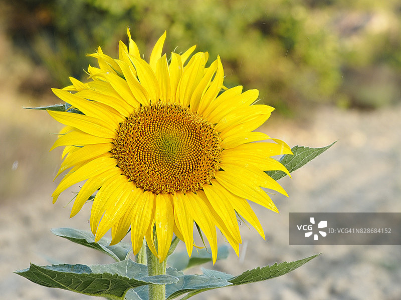 在西班牙的田野里，一株向日葵在阳光的照耀下灿烂地绽放图片素材