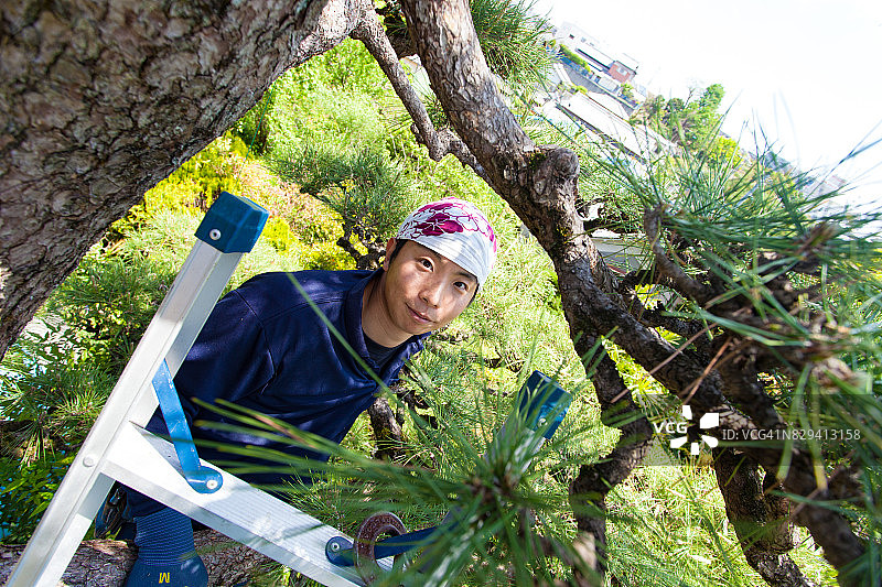 年轻的日本园丁修剪松树图片素材