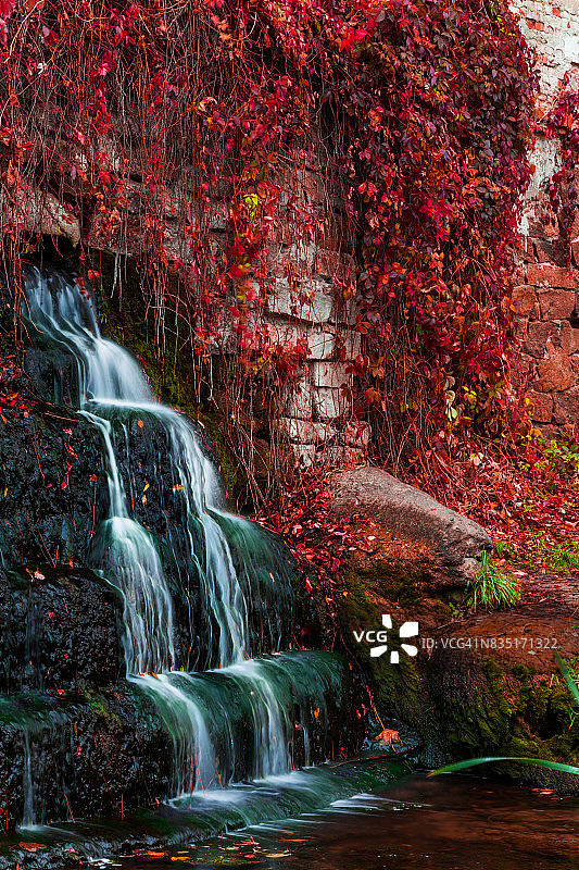 秋天公园里的瀑布和野葡萄图片素材