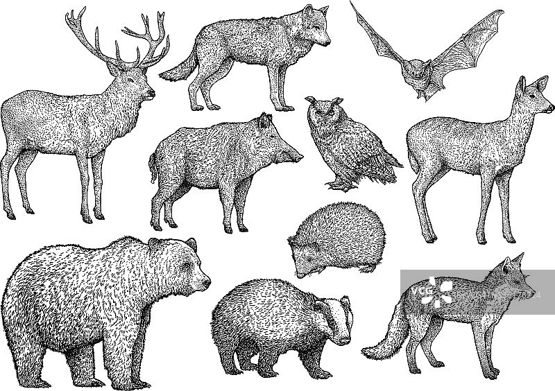 森林动物插画、素描、雕刻、水墨、线条艺术、矢量图片素材