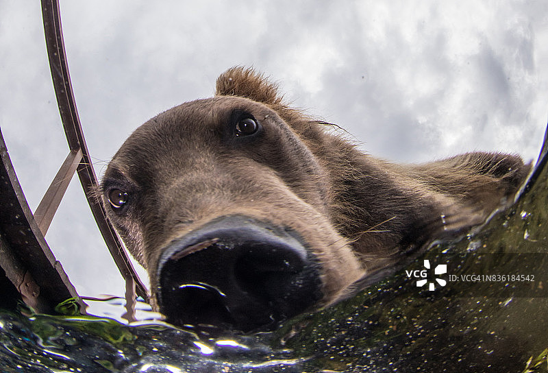 棕熊的特写水下肖像图片素材