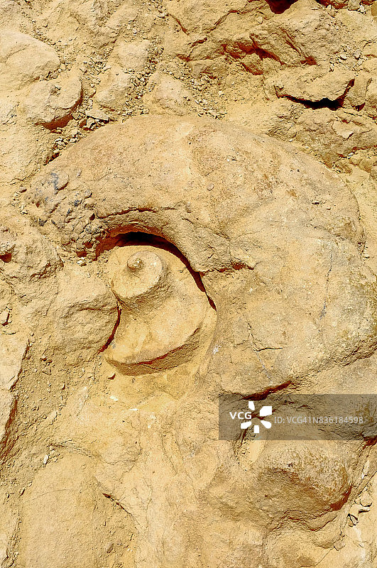 内盖夫沙漠菊石化石特写图片素材