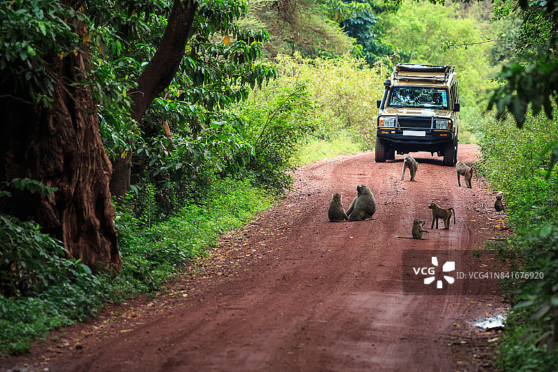 坦桑尼亚Safari图片素材