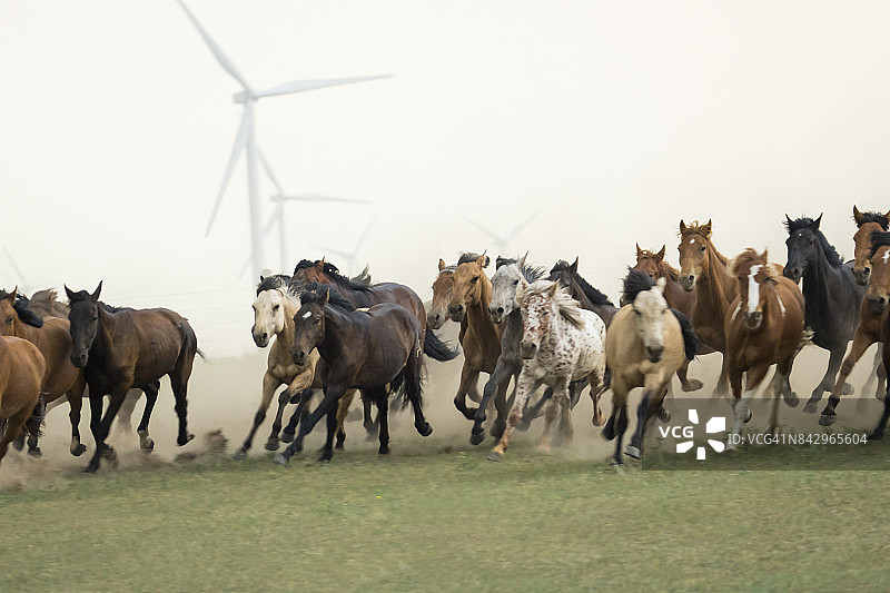 内蒙古草原上的野马在风力发电图片素材