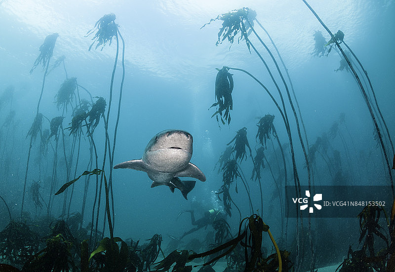 水下的七鳃鲨，或牛鲨，游泳通过海藻森林的福斯湾，就在开普敦外，南非。图片素材