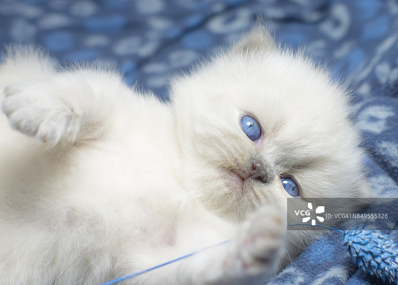 蓝眼睛的白猫躺在温暖的蓝色毯子里图片素材