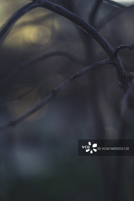 夜间光秃秃的树枝的深色背景图像图片素材