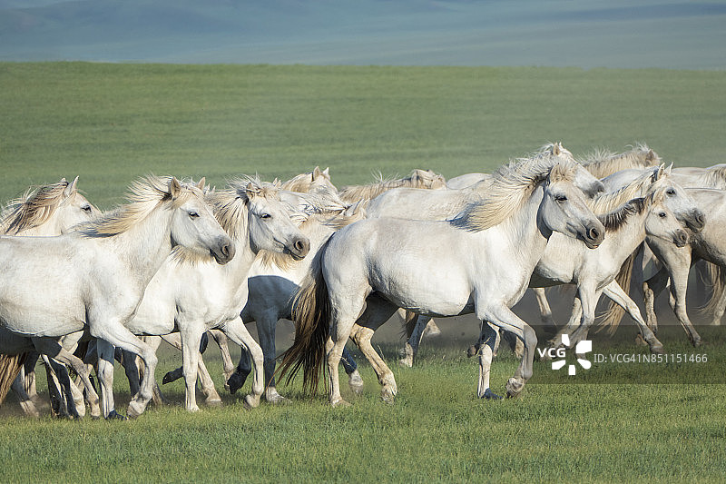 中国内蒙古草原上的野马。图片素材