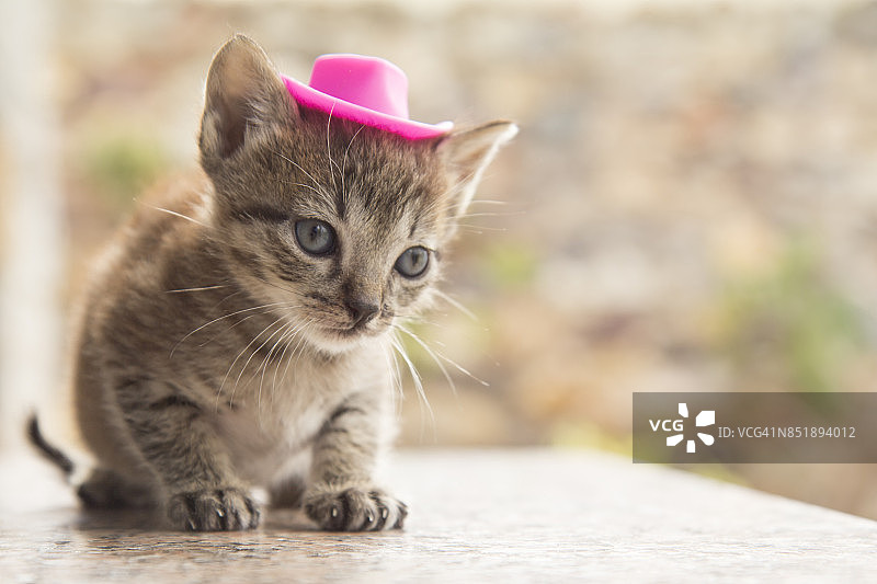 戴着帽子的小猫图片素材