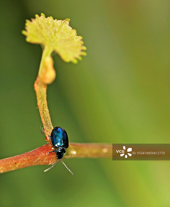 植物上金属蓝色的跳蚤甲虫图片素材
