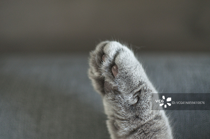 近距离的英国短毛猫的爪子在沙发上图片素材
