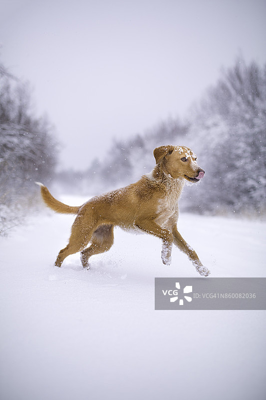 狗和雪图片素材