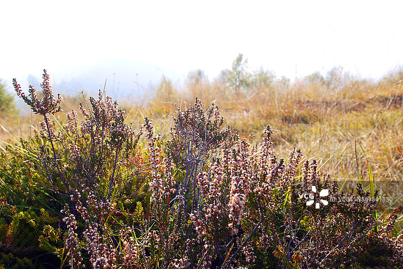 秋季在高沼地上开花的普通石南图片素材