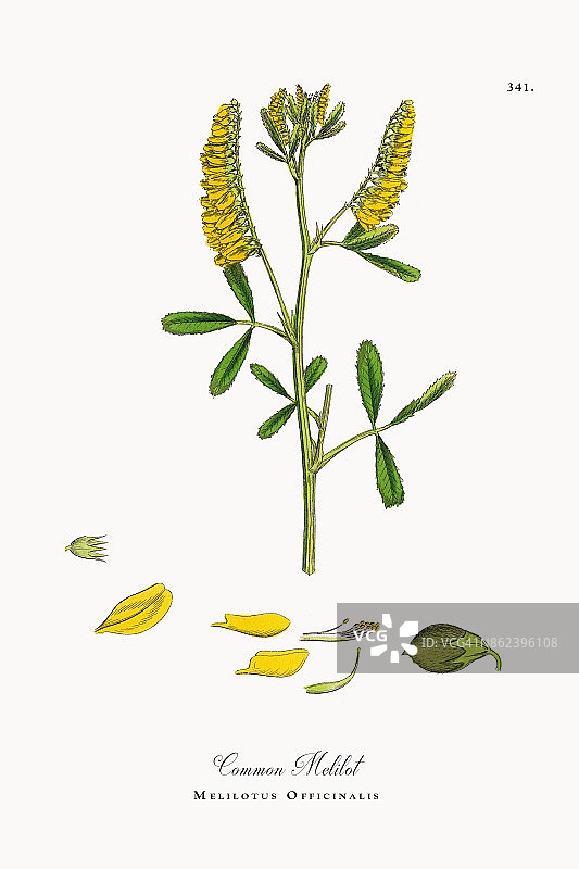 Common Melilotus Officinalis，维多利亚植物学插图，1863年图片素材