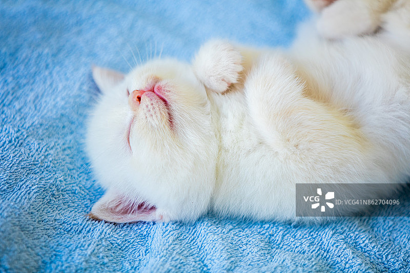 睡着的可爱小猫躺在毛茸茸的毯子上图片素材