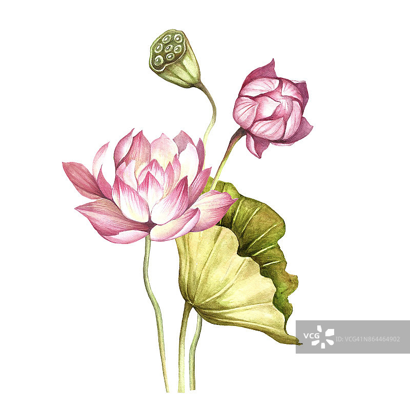与lotus组成。手绘水彩插图。图片素材