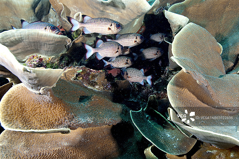 海洋中珊瑚的特写镜头图片素材