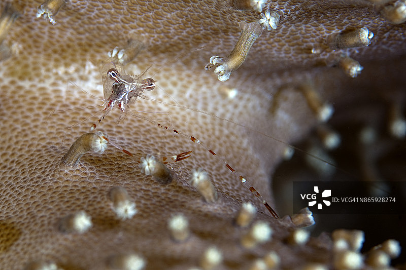 海葵虾图片素材