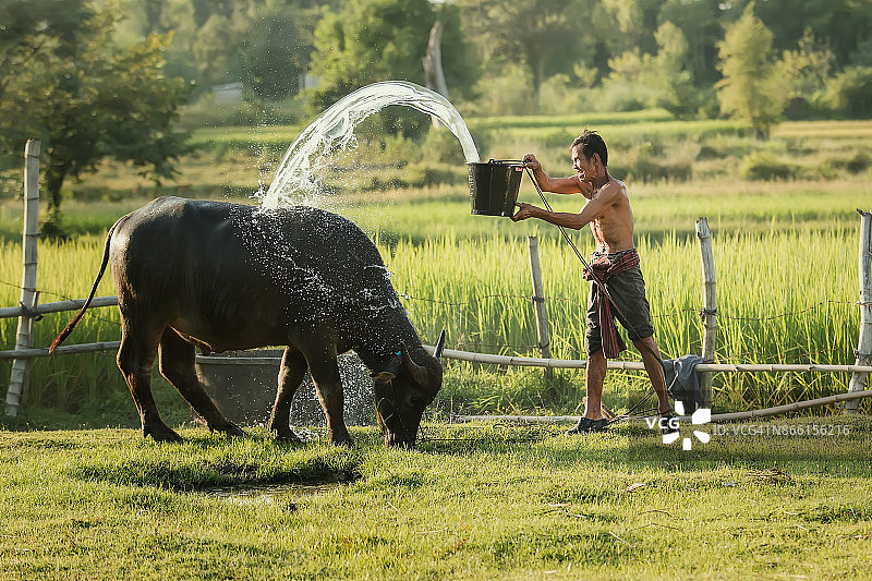 农民在农村给水牛洗澡。图片素材