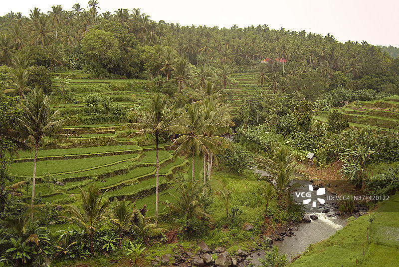 巴厘岛水稻梯田。图片素材