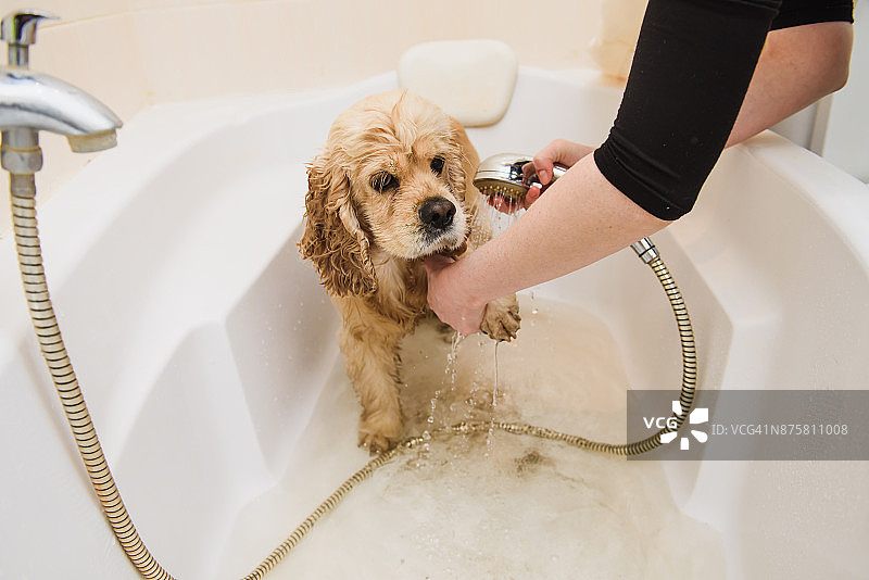 狗在家里洗澡图片素材