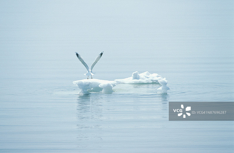 海鸥从冰山上飞过图片素材