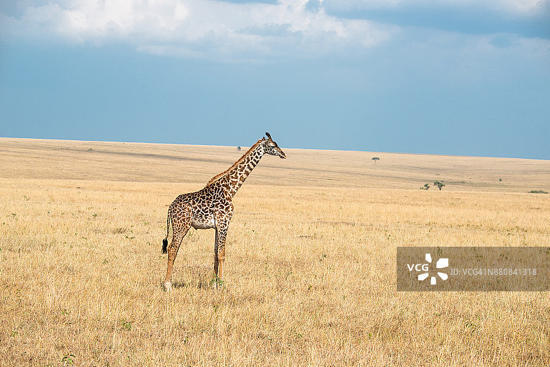 大草原上的一只长颈鹿图片素材