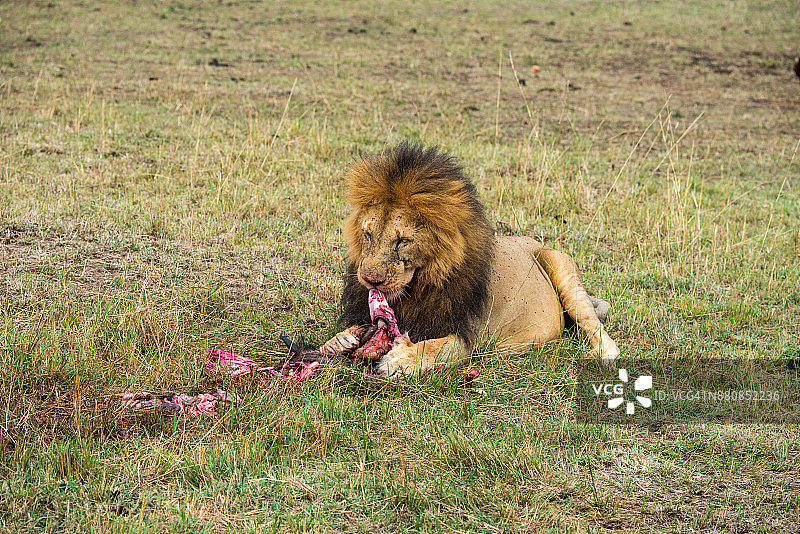 狮子喂养图片素材