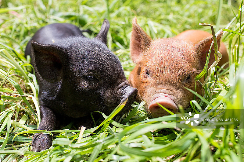 前视图的黑色和棕色小猪在春天的草图片素材