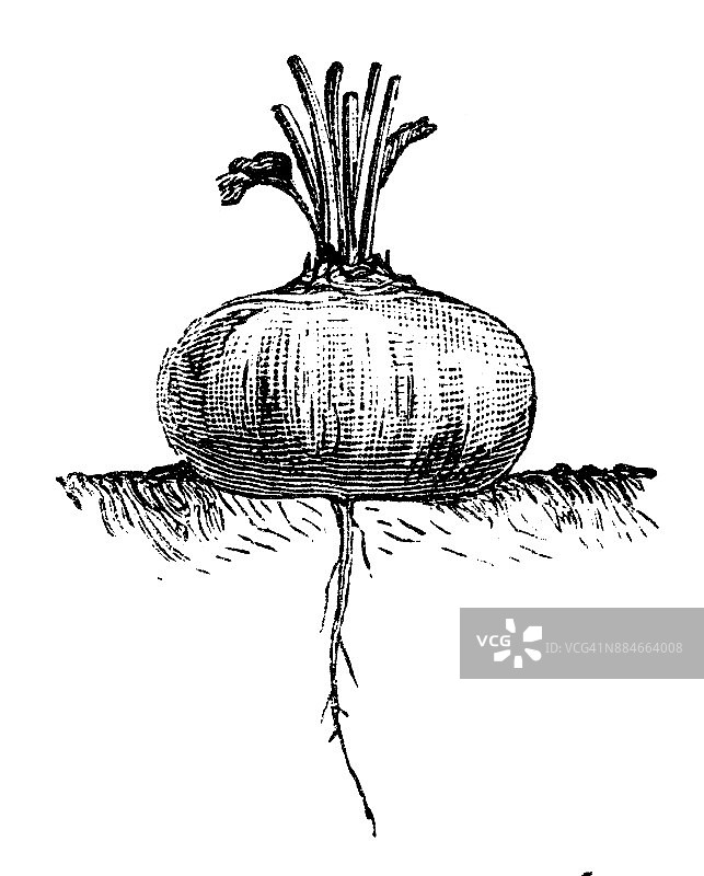 植物学蔬菜植物仿古雕刻插图:埃及暗红色萝卜根花园甜菜图片素材