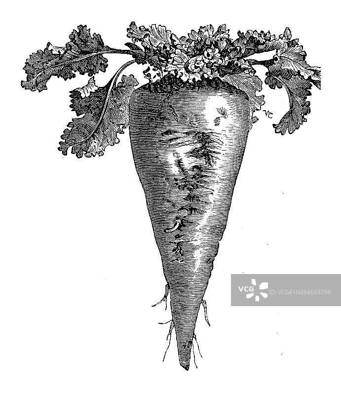 植物、蔬菜、植物仿古雕刻插图:甜菜图片素材