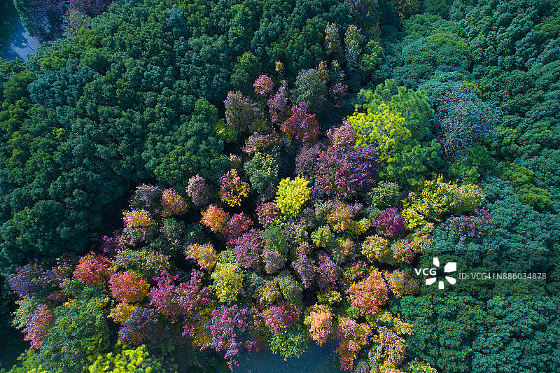 无人机俯瞰森林上空的秋色图片素材