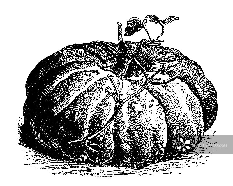 植物学蔬菜植物仿古雕刻插图:法国红南瓜图片素材