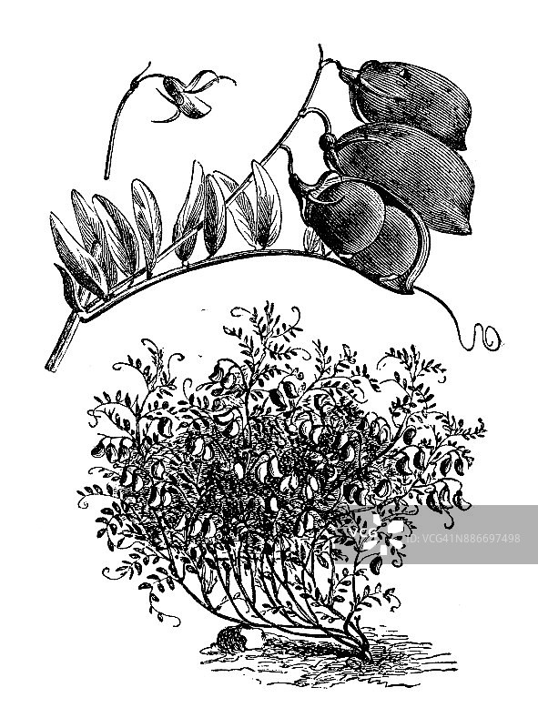 植物学、蔬菜植物古版画插图:扁豆图片素材