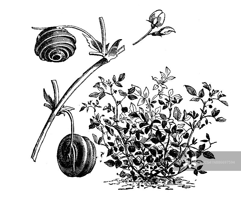 植物学蔬菜植物仿古雕刻插图:黄花苜蓿(螺药、盾药)图片素材