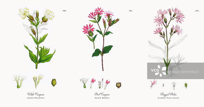 白色剪秋草，草地植物，维多利亚植物学插图，186图片素材