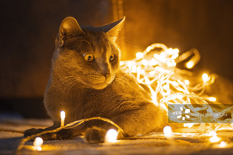 被圣诞彩灯包裹的猫图片素材