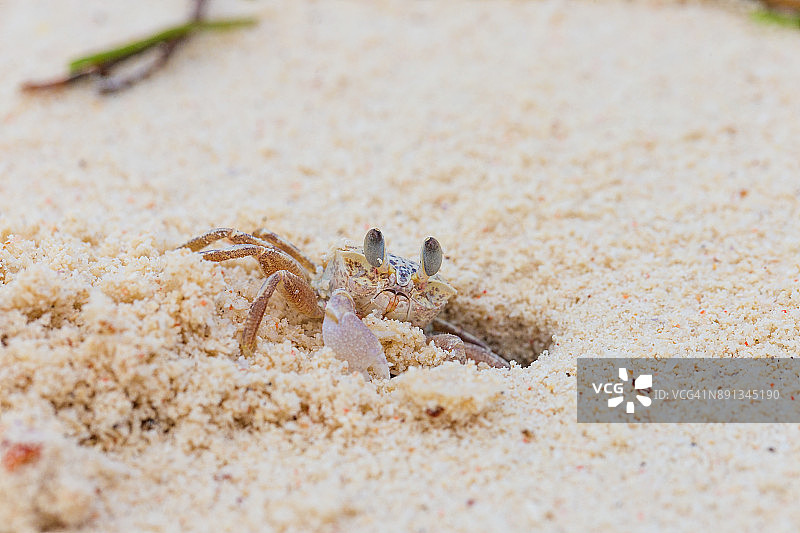 小白蟹在沙地上挖洞的微距镜头图片素材