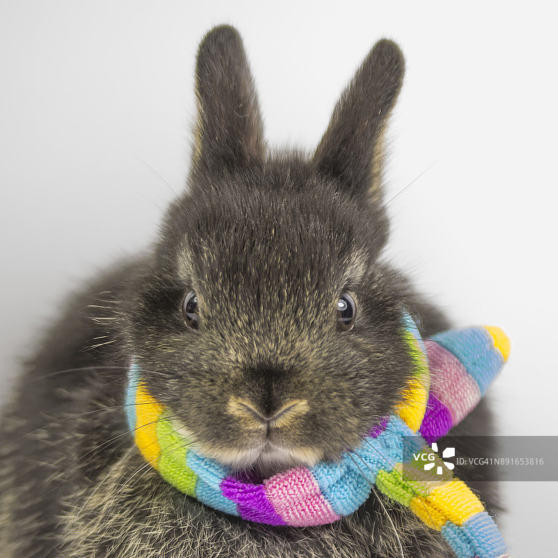 兔子脖子上围着一条彩虹围巾图片素材