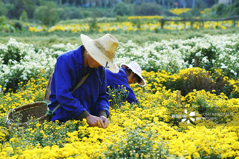 在中国采茶用菊花图片素材