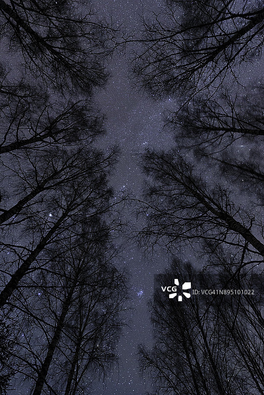 白桦林上的星空图片素材